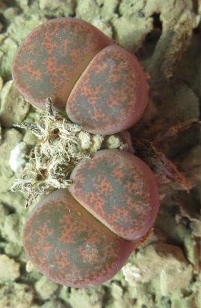 1649 lithops lesliei minor witblume C 6 A