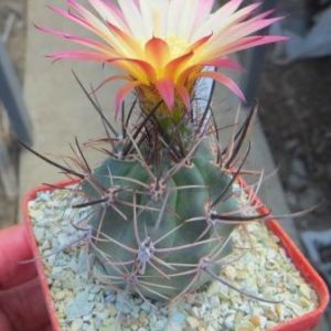 Pyrrhocactus floccosus own root