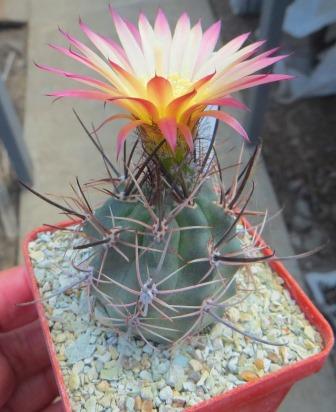 Pyrrhocactus floccosus own root