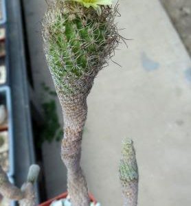 turbinicarpus species