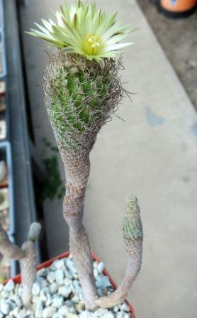 turbinicarpus species