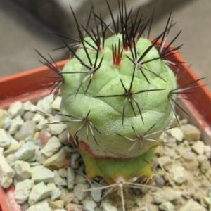 ortegocactus macdougallii