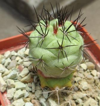 ortegocactus macdougallii