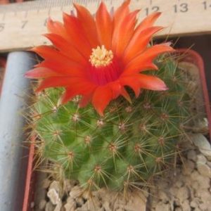 parodia penicillata nivosa