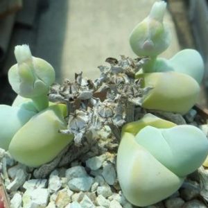 gibbaeum album