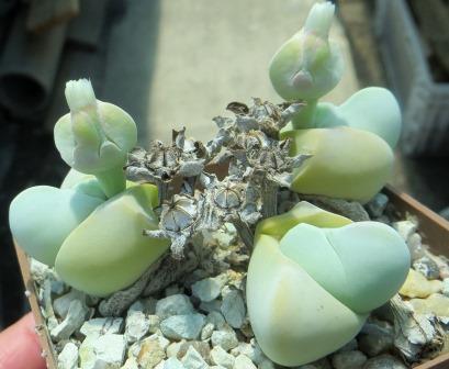 gibbaeum album