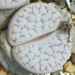 lithops gracilidelineata v waldroniae c 189