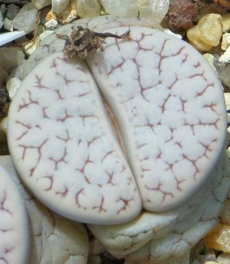 lithops gracilidelineata v waldroniae c 189
