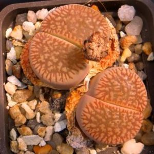 Lithops aucampiae ssp euniceae C48