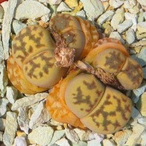 lithops dorotheae c124 4 голови