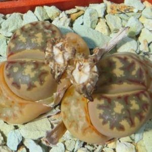 lithops dorotheae c124