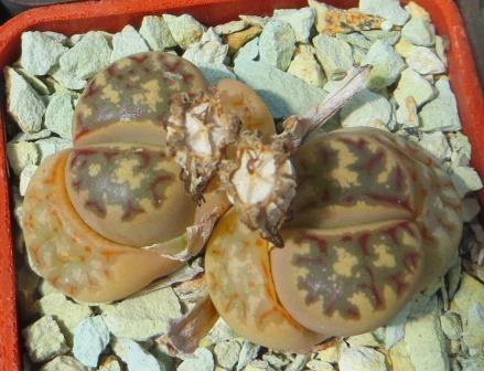 lithops dorotheae c124