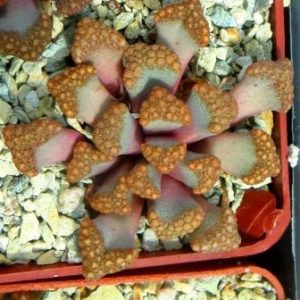 titanopsis hugo schlechteri pofader
