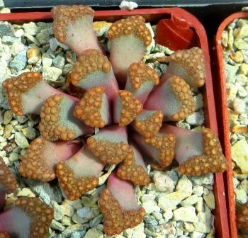 titanopsis hugo schlechteri pofader