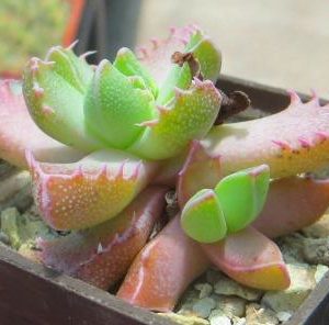faucaria tigrina