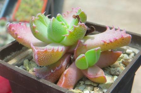 faucaria tigrina