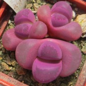 lithops optica 'rubra'