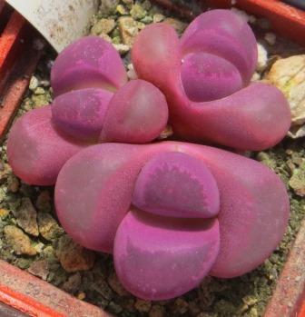 lithops optica 'rubra'