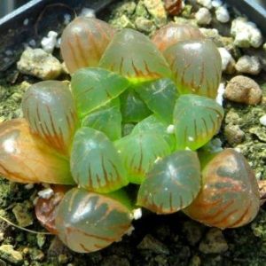 haworthia obtusa
