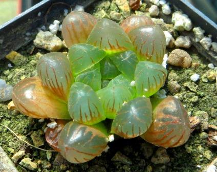 haworthia obtusa