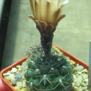 gymnocalycium fischeri
