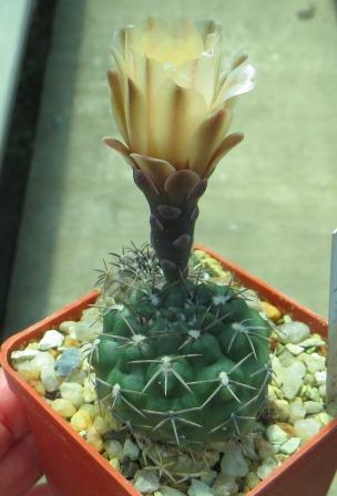 gymnocalycium fischeri
