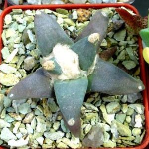 Ariocarpus retusus 'furfuraceus' (К.Rys)