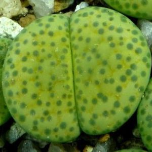 lithops fulviceps aurea