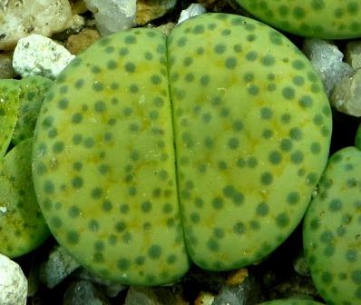 lithops fulviceps aurea