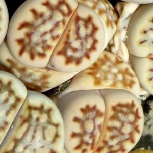 lithops julii fulleri