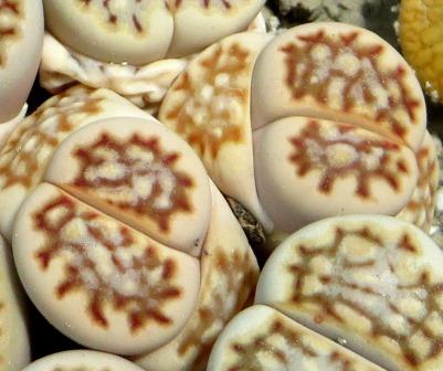 lithops julii fulleri