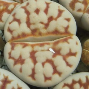 lithops karasmontana summitatum
