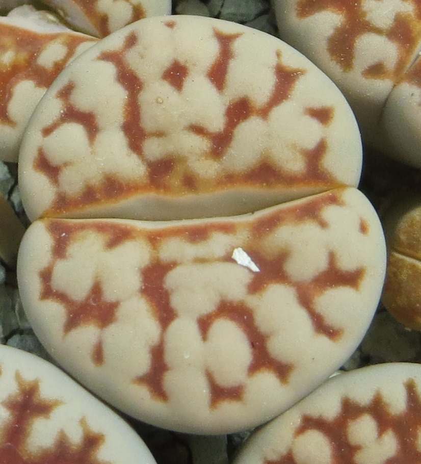 lithops karasmontana summitatum