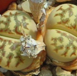 lithops dorotheae c124