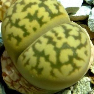 lithops karasmontana bella C 143