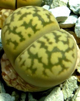lithops karasmontana bella C 143