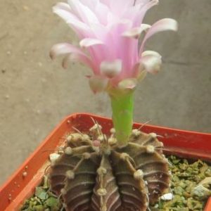 gymnocalycium friedrichii