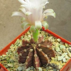 gymnocalycium agua dulce