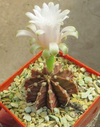 gymnocalycium agua dulce