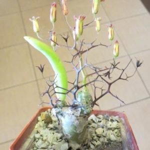 tylecodon reticulatus
