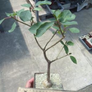 ficus petiolaris