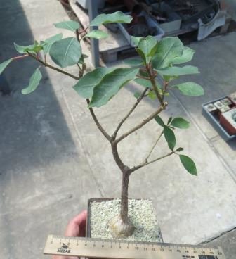 ficus petiolaris