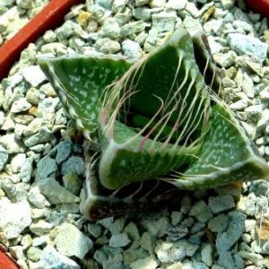 faucaria tigrina grahamstown