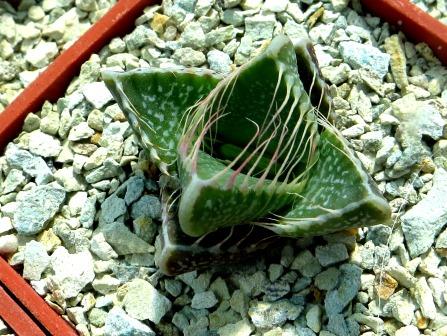 faucaria tigrina grahamstown