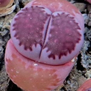 lithops salicola bacchus