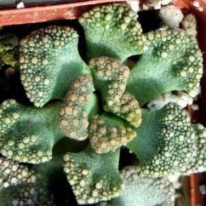 titanopsis calcarea