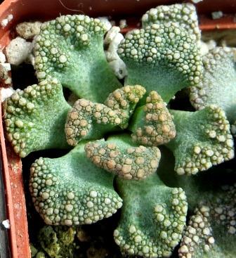 titanopsis calcarea