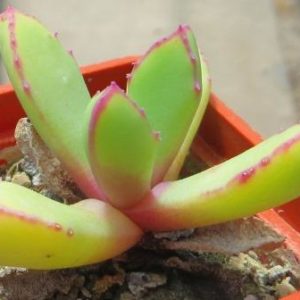 carruanthus peersii