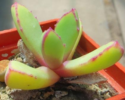 carruanthus peersii