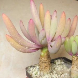othonna clavifolia aff caudex